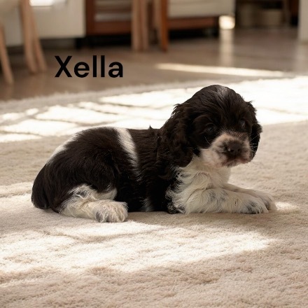 puppy, for, sale, Cocker Spaniel, Joe & Cherri  Overlease, dog, breeder, Miller, MO, dog-breeder, puppy-for-sale, forsale, nearby, find, puppyfind, locator, puppylocator, aca